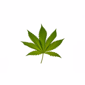 Green hemp leaf