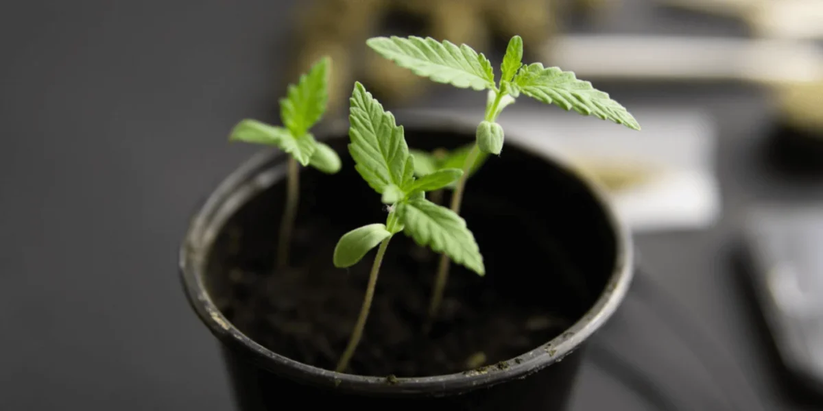 Young hemp plants growing in a black pot