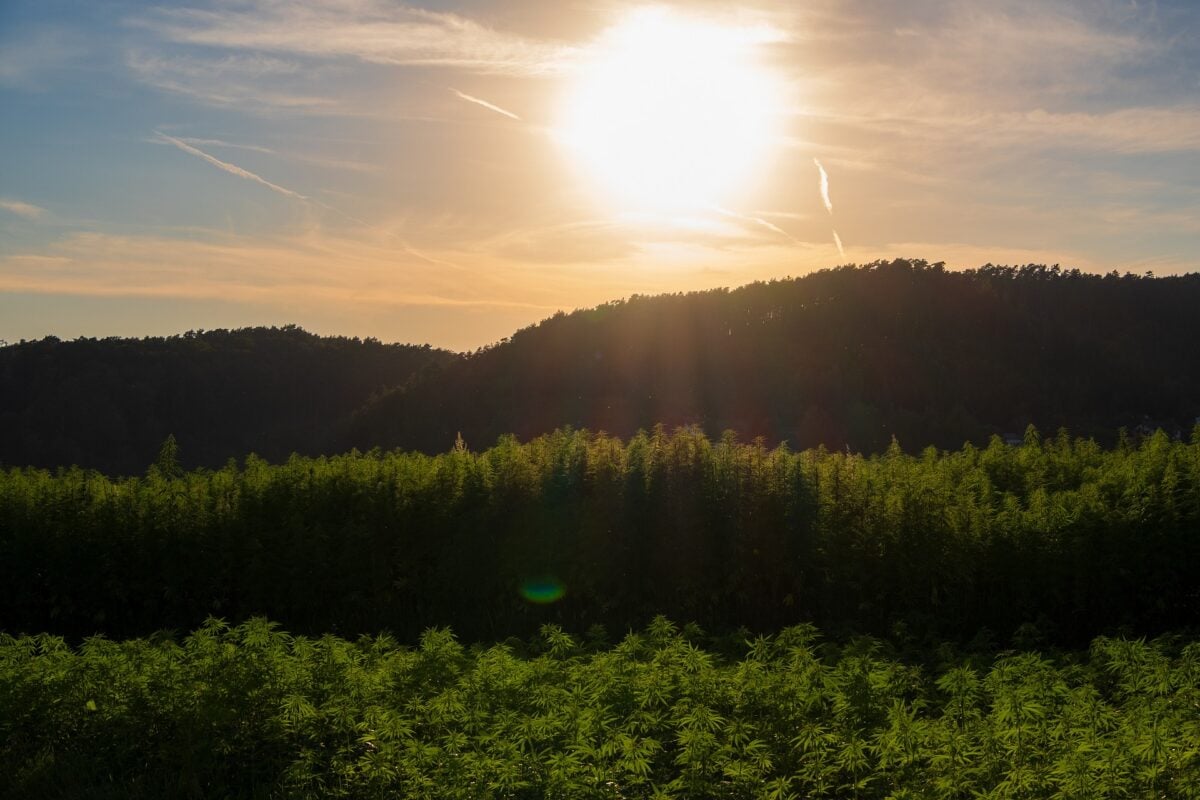 Hemp field at sunset
