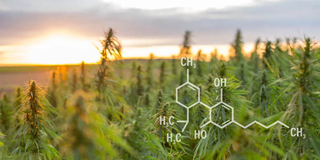 Hemp field with a cannabinoid molecule graphic