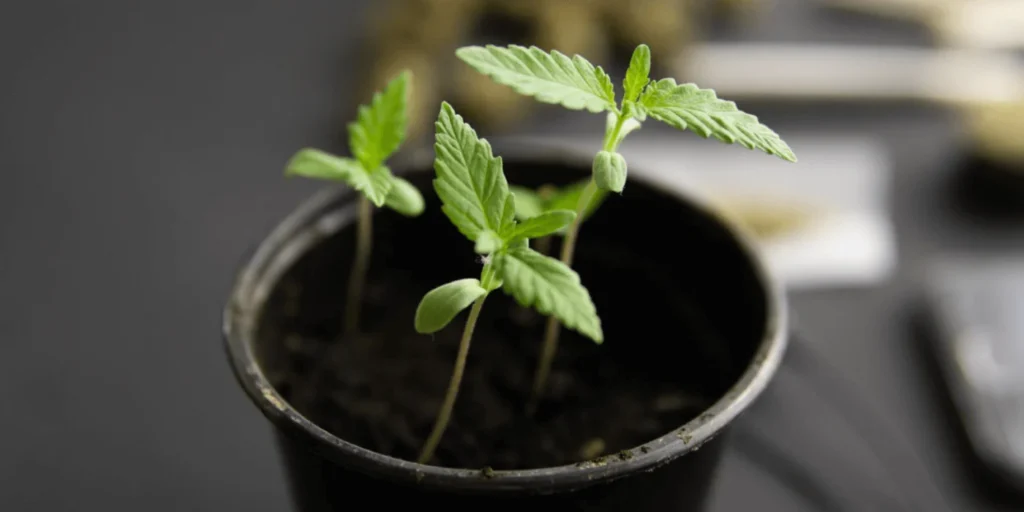 Plante som giver en fornemelse af cbd´en